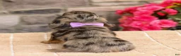 Miniature Dachshund dogs for sale: Marley - Ad 8