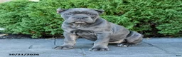 Cane Corso dogs for sale: Legacy - Ad 4