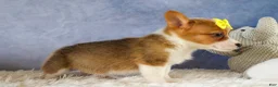 Welsh Corgi Pembroke dogs for sale:  Yvonne 🎀 - Ad 4
