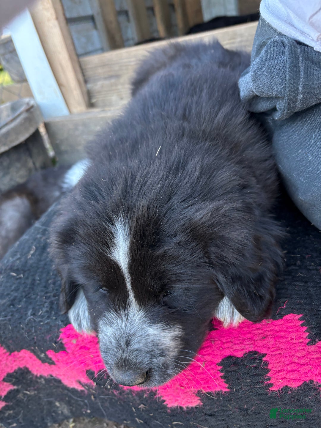 Mixed Breed dogs for sale: Thing - Ad 6