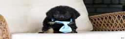 Cavapoo dogs for sale: Cooper - Ad 7