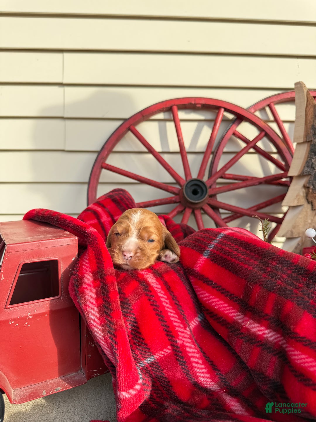 Cocker Spaniel dogs for sale: Alfie - Ad 1