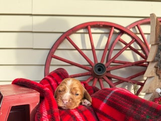 Cocker Spaniel dogs Alfie - Ad 9