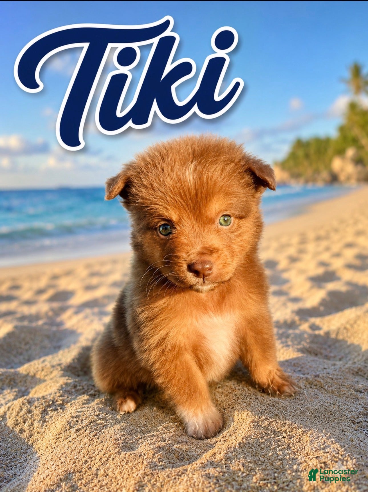 Miniature Australian Shepherd dogs Tiki - Ad 1
