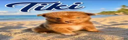 Miniature Australian Shepherd dogs for sale: Tiki - Ad 1