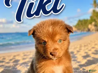 Miniature Australian Shepherd dogs for sale: Tiki - Ad 3