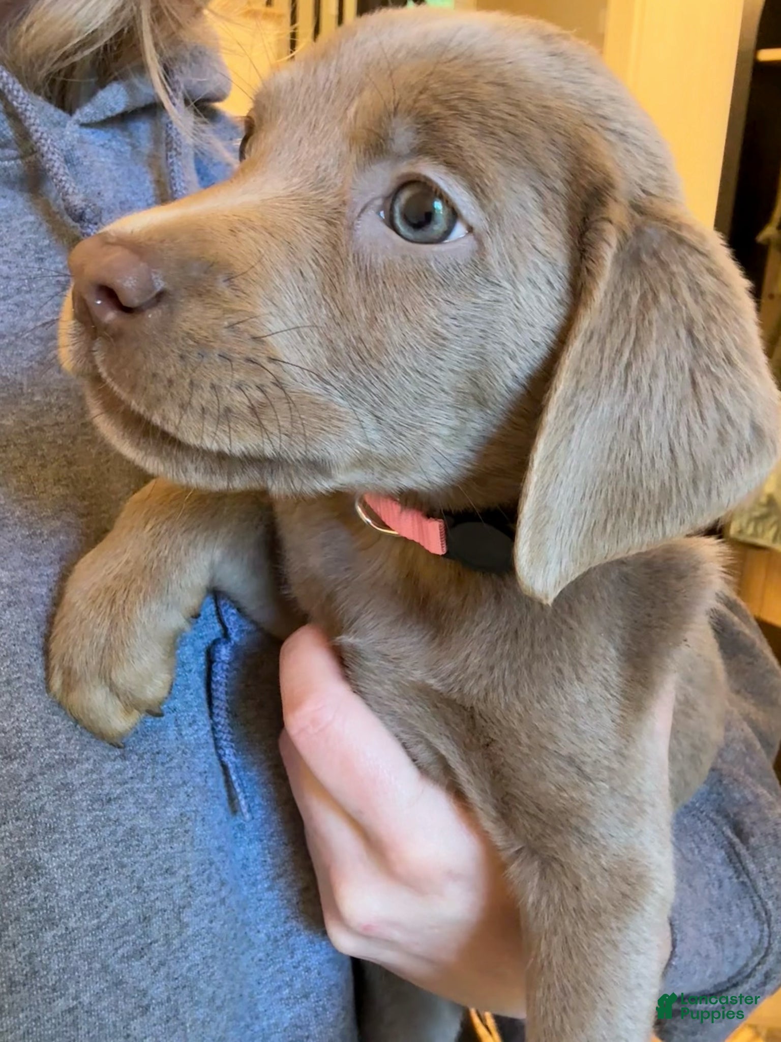 Labrador Retriever dogs Pink Collar Silver Female Lab - Ad 2