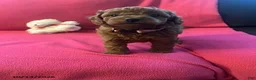 Cockapoo dogs for sale: Maple - Ad 8