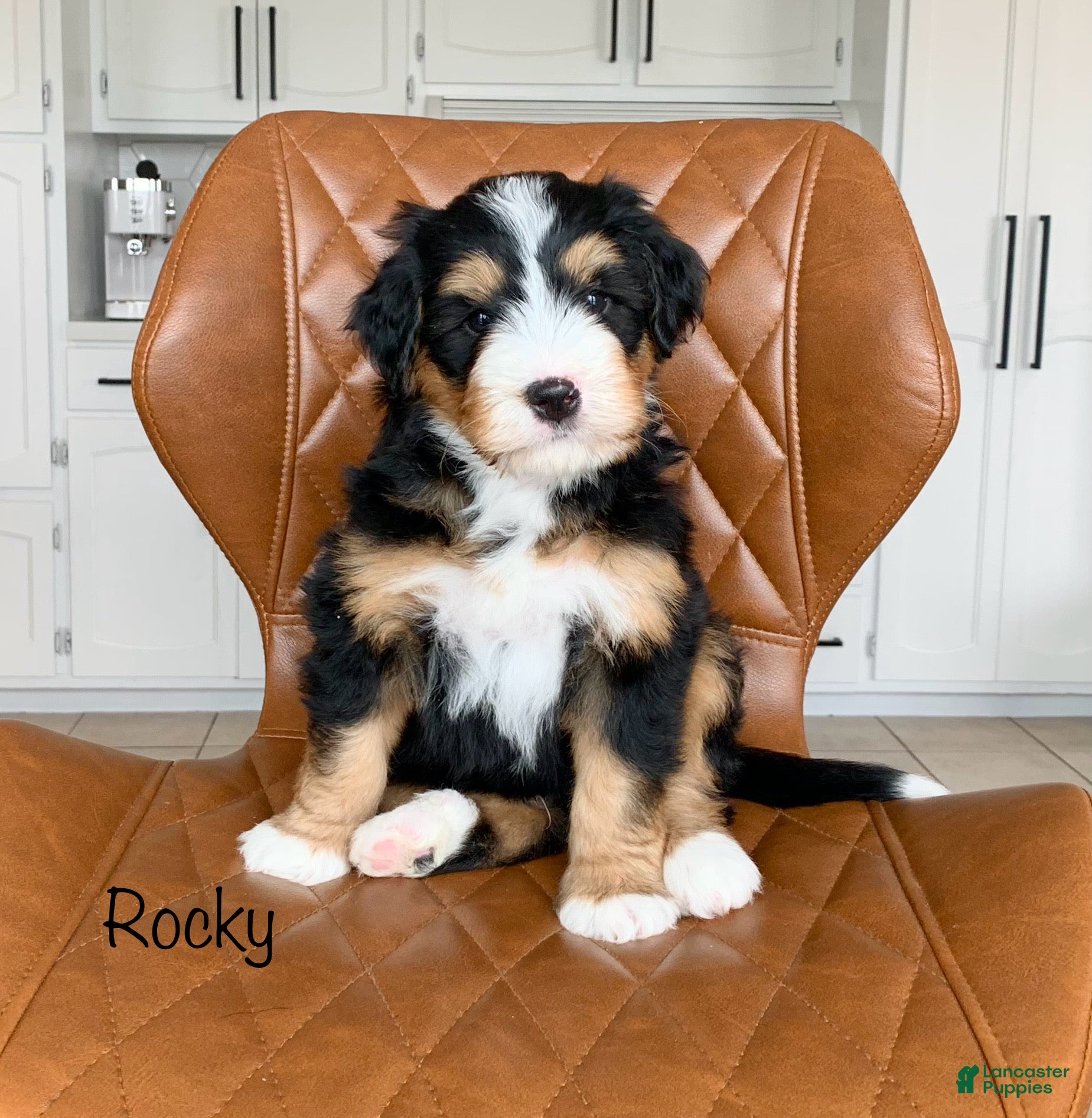 Bernedoodle dogs Rocky - Ad 1