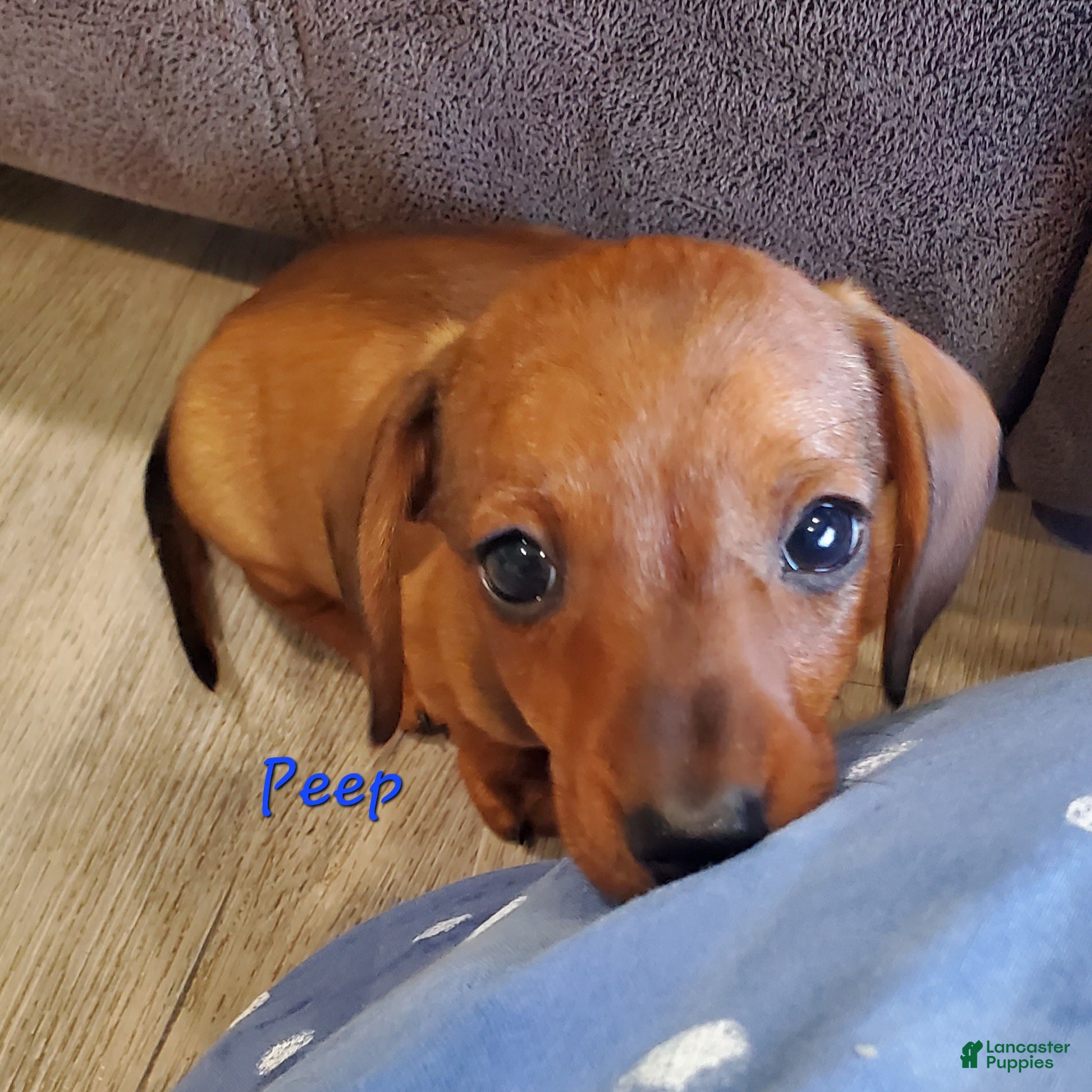 Miniature Dachshund dogs for sale: Peep - Ad 2