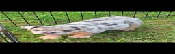 English Bulldog dogs for sale: Tinsel the lilac merle  - Ad 7