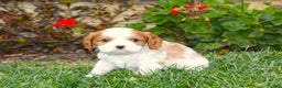Cavalier King Charles Spaniel dogs for sale: Buddy - Genetic Tested Parents - Ad 11