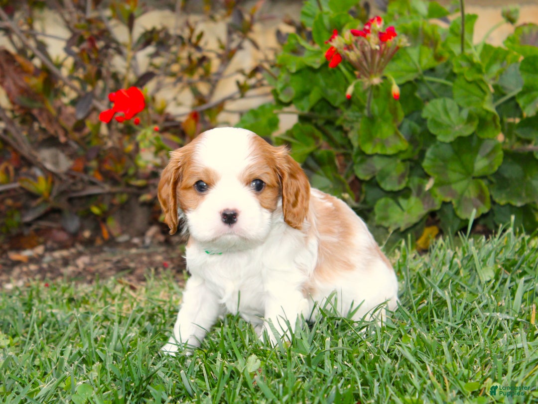 Cavalier King Charles Spaniel dogs for sale: Buddy - Genetic Tested Parents - Ad 11