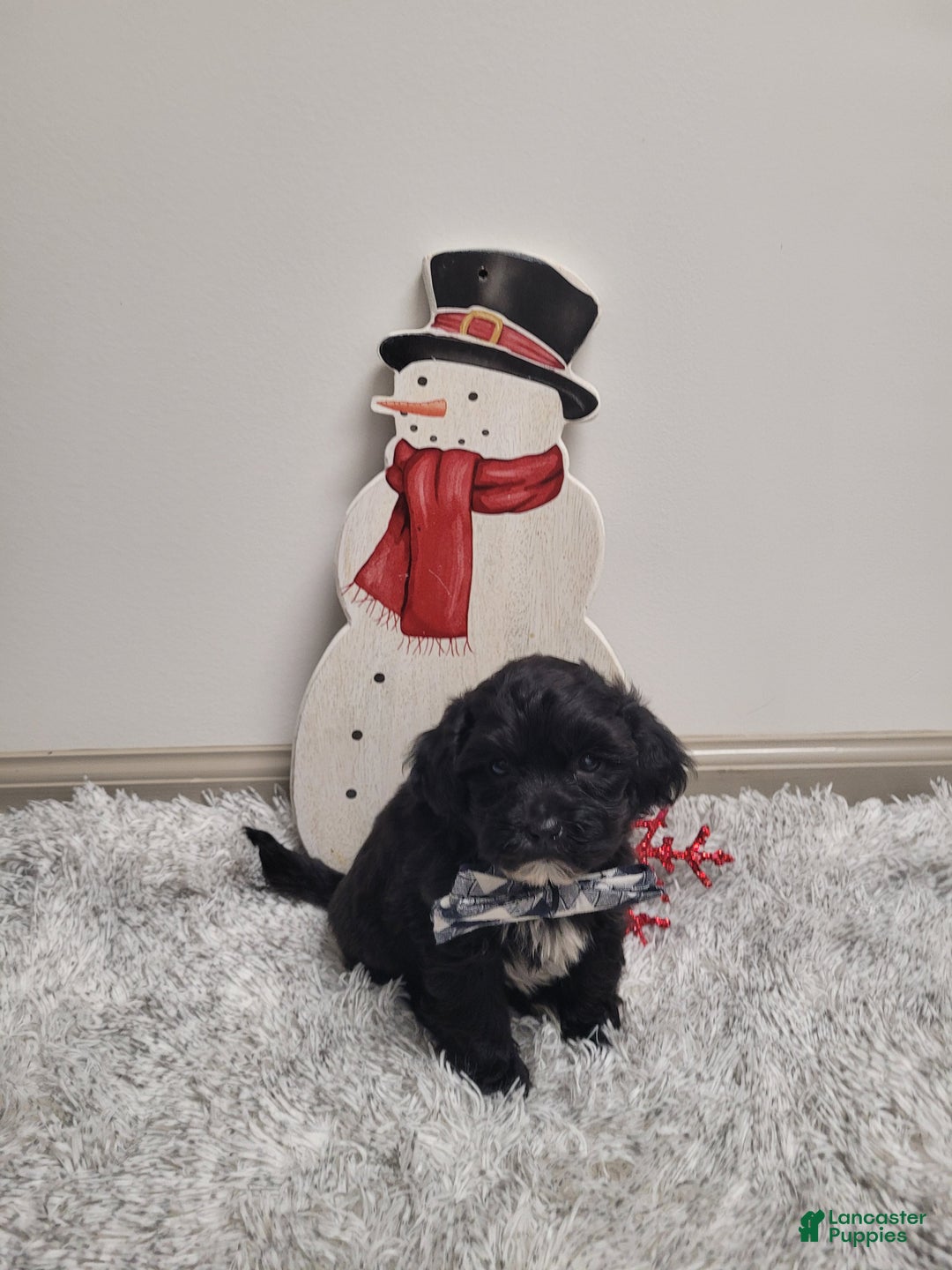 Shihpoo dogs for sale: Smokey - Ad 3