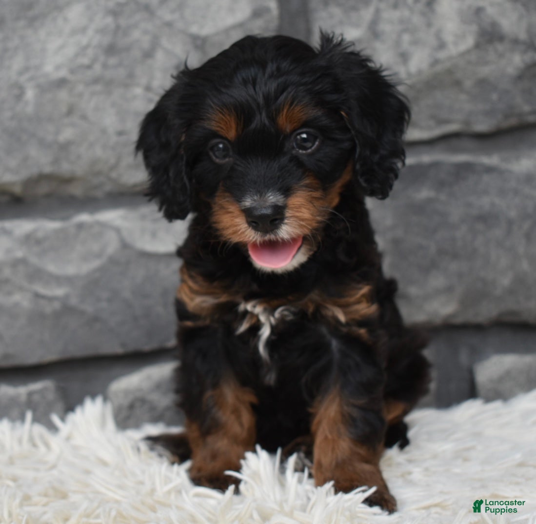Cavapoo dogs Cavapoo 2 - Ad 1