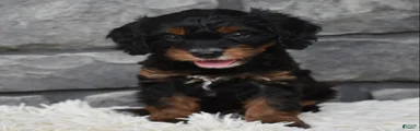 Cavapoo 2