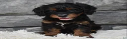 Cavapoo dogs for sale: Cavapoo 2 - Ad 1
