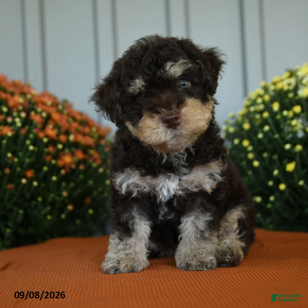Miniature Poodle dogs for sale: Crandle - Ad 3