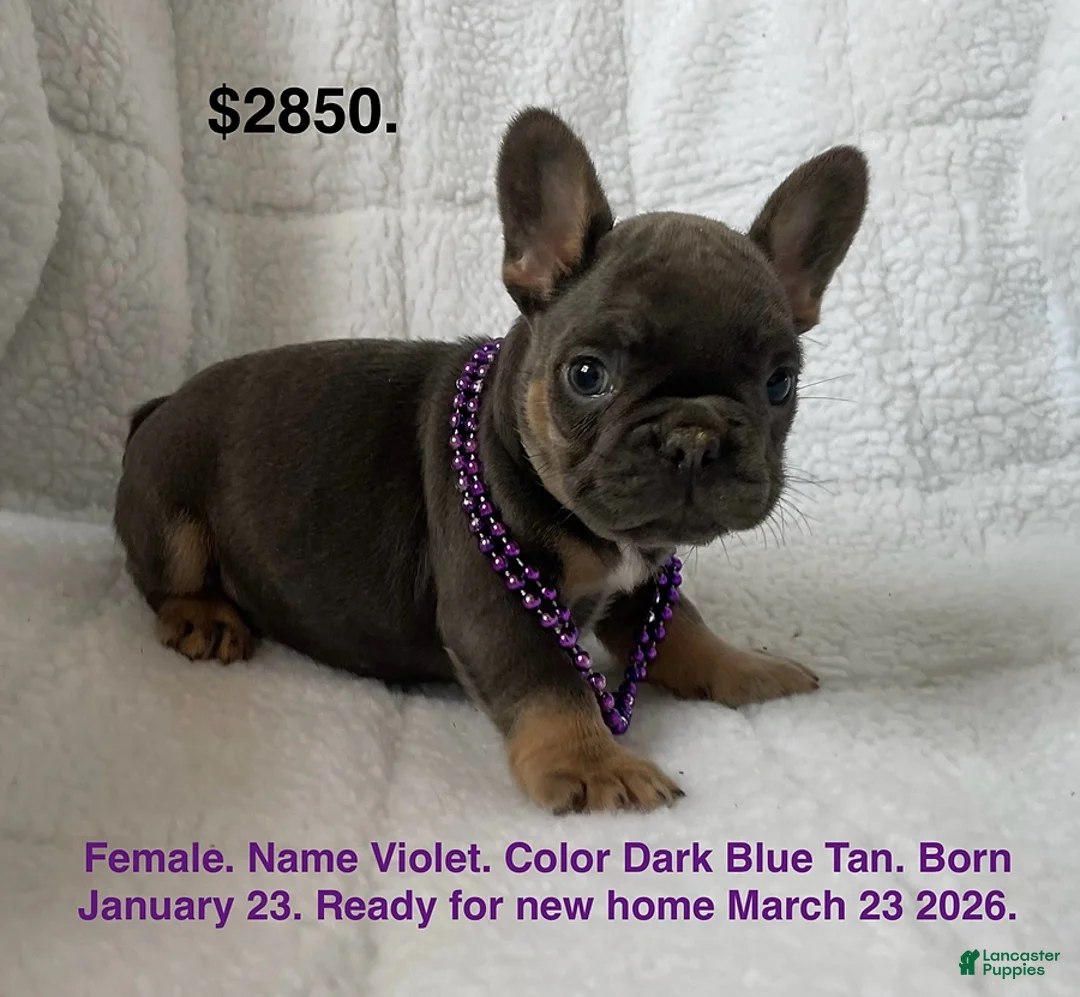 French Bulldog dogs for sale: Violet - Ad 1