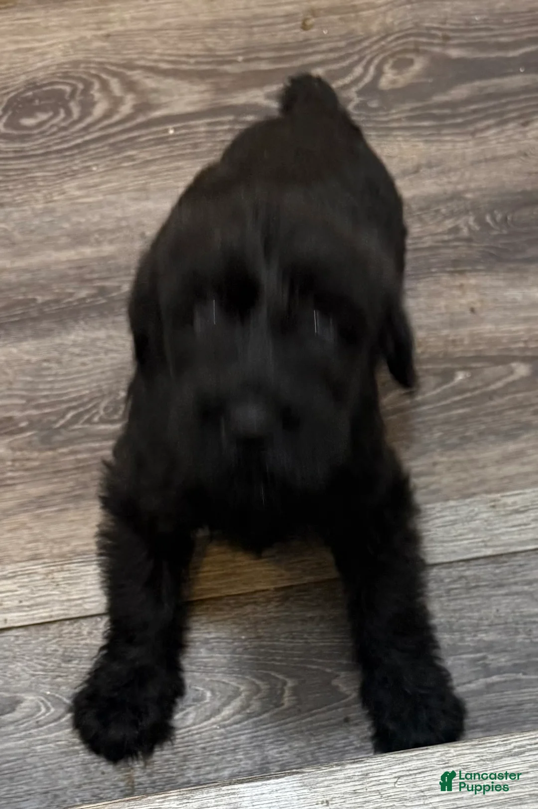 Giant Schnauzer dogs for sale: Giant Schnauzer 7 - Ad 1