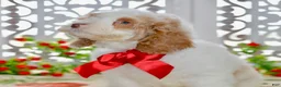 Cockapoo dogs for sale: Charles - Ad 3
