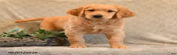 Goldendoodle dogs for sale: Trigger - Ad 4