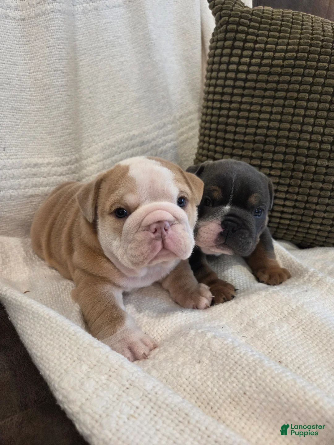 English Bulldog dogs for sale: Creme Puff - Ad 2