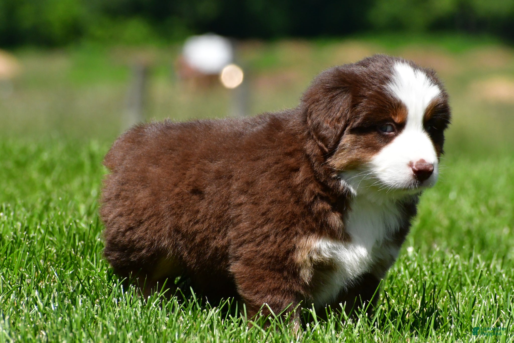 Miniature Australian Shepherd dogs for sale: Champ - Ad 8
