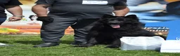 German Shepherd dogs for sale: German Shepherd Puppy 1 - Ad 4