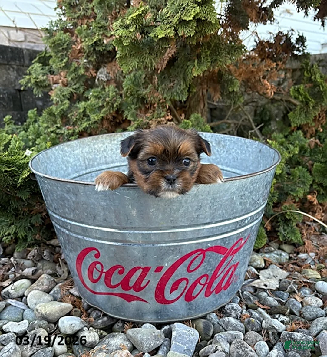 Shorkie dogs for sale: Maple   - Ad 3