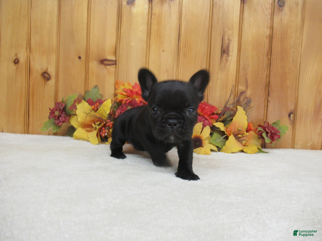 French Bulldog dogs for sale: AKC Jenna - Ad 7