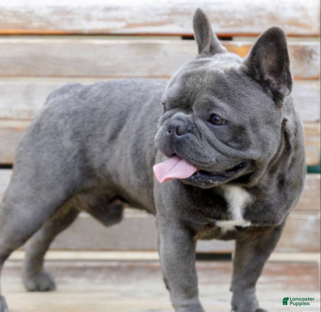 French Bulldog dogs for sale: French Bulldog Puppy 1 - Ad 2