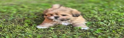 Shih Tzu dogs for sale: Doc - Ad 3