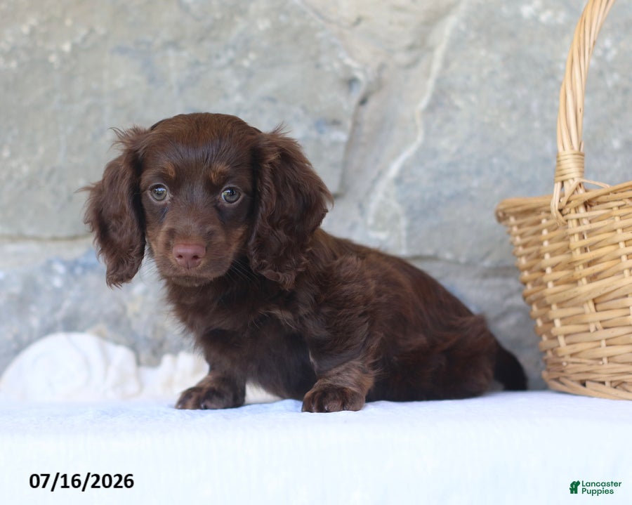 Miniature Dachshund dogs Tina - Ad 1