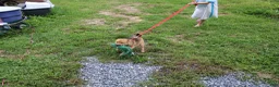 Shiba Inu dogs for sale: KitKat - Ad 6
