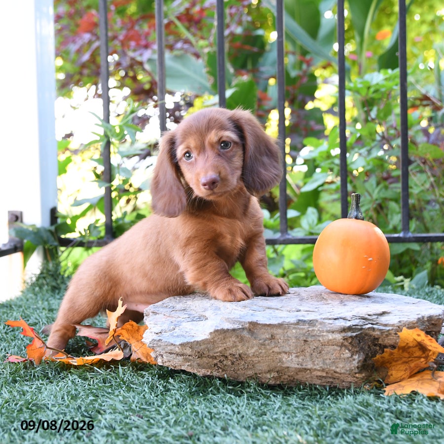 Miniature Dachshund dogs Beans - Ad 1
