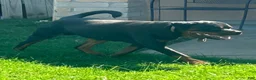 Rottweiler dogs for sale: Rottweiler 1 - Ad 3