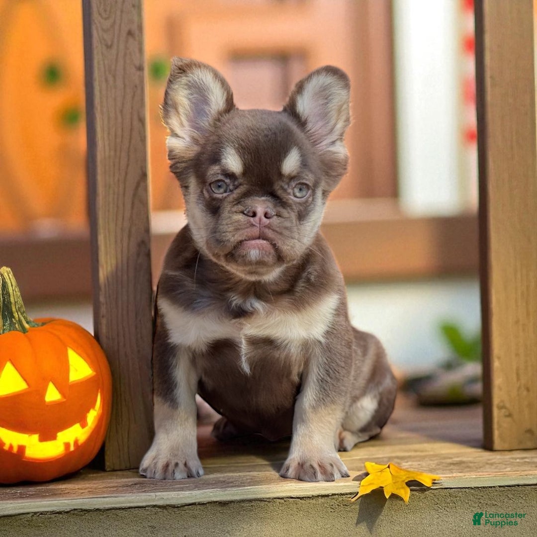 French Bulldog dogs for sale: Peanut - Ad 1