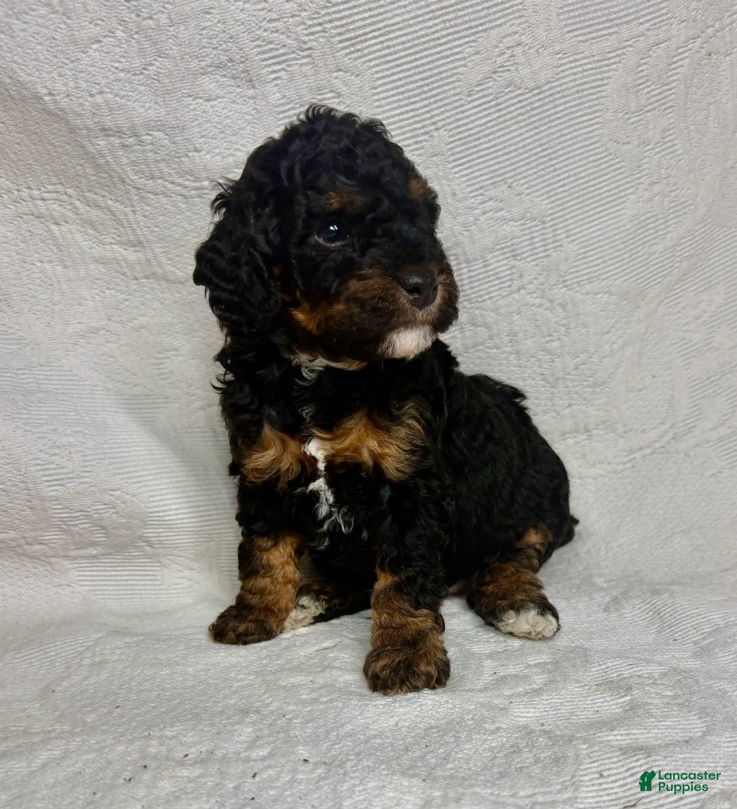 Miniature Poodle dogs Mona - Ad 2