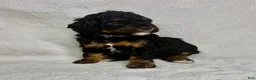 Miniature Poodle dogs for sale: Mona - Ad 2