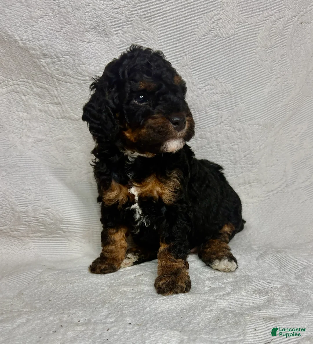 Miniature Poodle dogs for sale: Mona - Ad 2