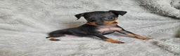 Miniature Pinscher dogs for sale: Paws 🐾  - Ad 4