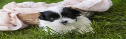 Havanese dogs for sale: Ivan Havanese Puppy  - Ad 4