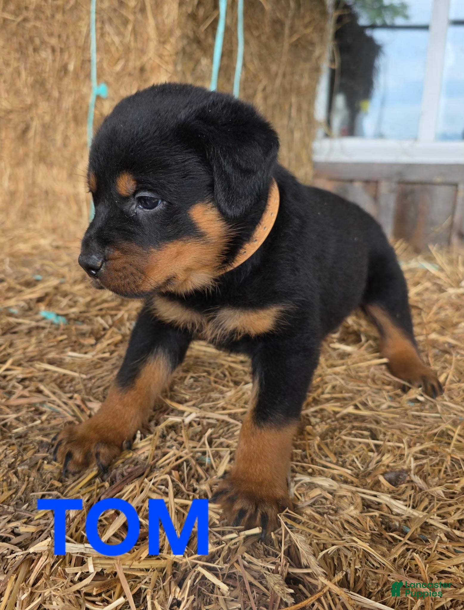 Rottweiler dogs for sale: Tom - Ad 1