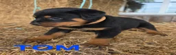 Rottweiler dogs for sale: Tom - Ad 1