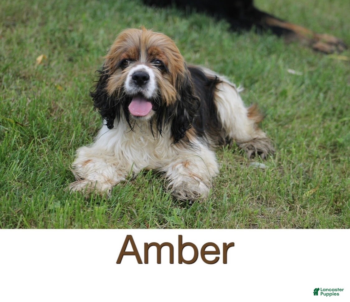 Cocker Spaniel dogs Cocker Spaniel Puppy 1 - Ad 1