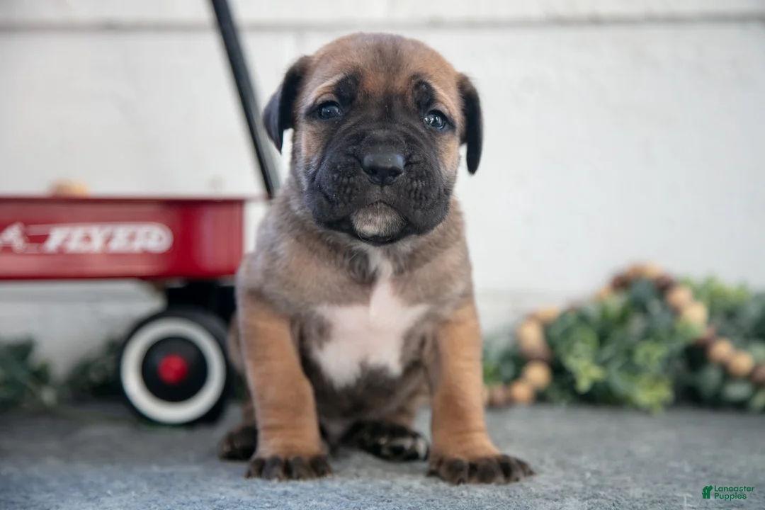 Cane Corso dogs for sale: Stu - Ad 3