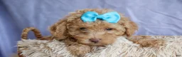 Miniature Poodle dogs for sale: ARCHIE - Ad 13