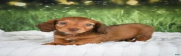Miniature Dachshund dogs for sale: AKC Dillon - Ad 4