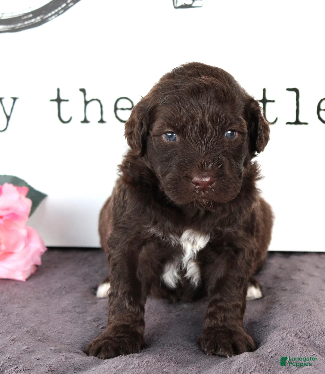 Portuguese Water Dog dogs for sale: Flint - Ad 2